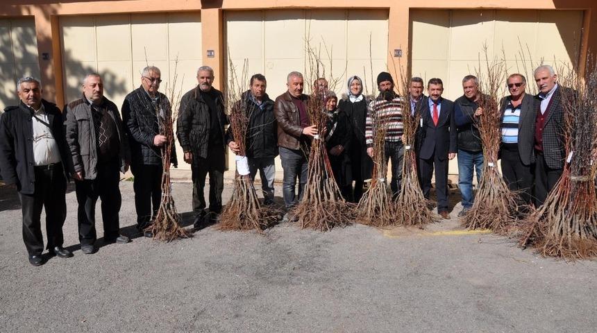 Gümüşhane’de çiftçilere meyve fidanı dağıtımı yapıldı