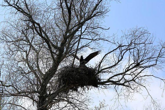 Nesli tehlikedeki şah kartallarının yuvaları koruma altına alındı