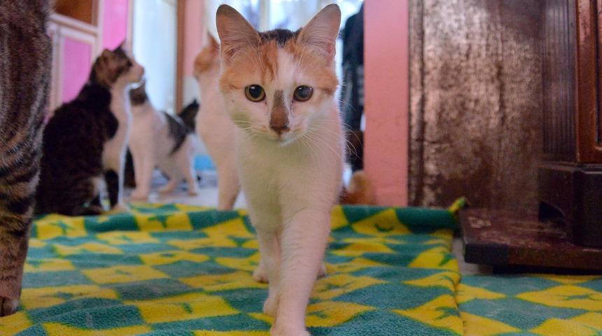 Evinde 75 kedi ile birlikte yaşıyor