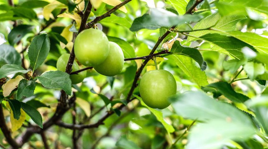 Erik bekleyenlere m&uuml;jde! Fiyatı d&uuml;ş&uuml;yor