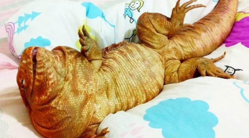 Instagram'ın en ilginç fenomeni: MacGyver