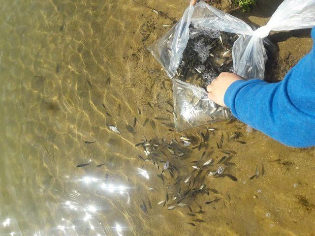 Göletlere 65 bin adet sazan balığı yavrusu bırakıldı