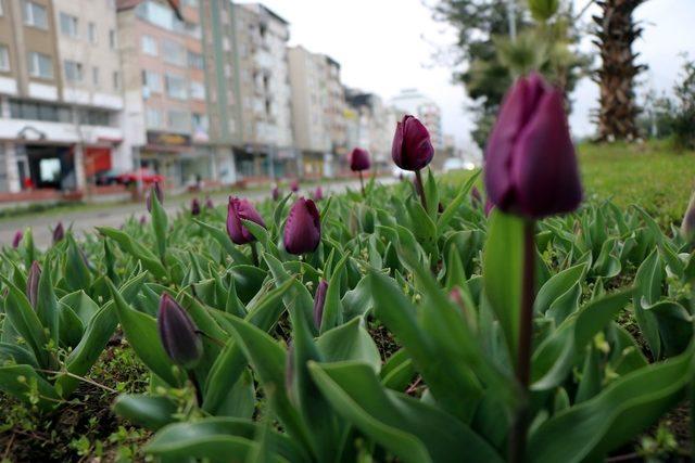 Samsun’da “lale devri”