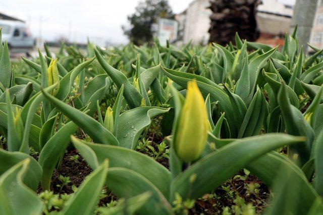 Samsun’da “lale devri”