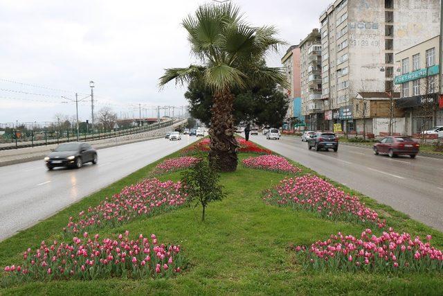 Samsun’da “lale devri”