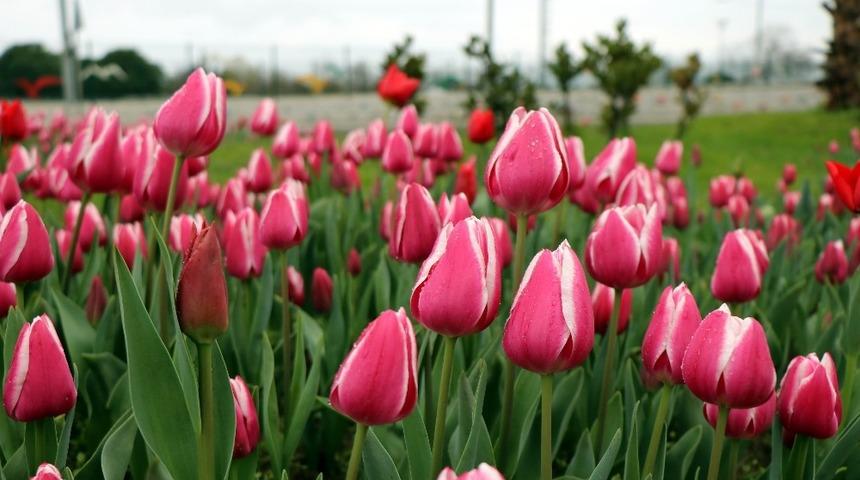 Samsun&rsquo;da &ldquo;lale devri&rdquo;