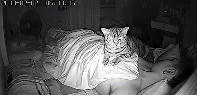 1553336928208-secret-camera-record-cat-sleep-night-22-5-c-94-a-2-c-5-c-0253-700