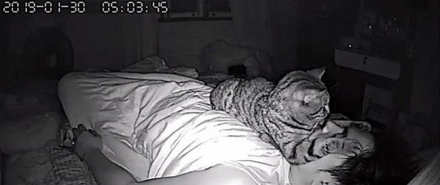 1553336928470-secret-camera-record-cat-sleep-night-26-5-c-94-a-2-cdabd-30-700