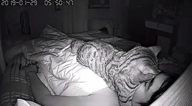 1553336928715-secret-camera-record-cat-sleep-night-27-5-c-94-a-2-cfaff-60-700