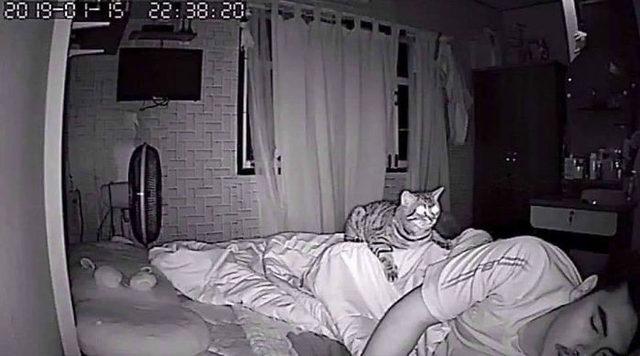 1553336929851-secret-camera-record-cat-sleep-night-70-5-c-94-a-3287-a-542-700