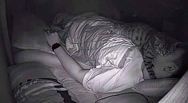 1553336930091-secret-camera-record-cat-sleep-night-72-5-c-94-a-32-b-9-d-9-bf-700