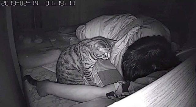 1553336930326-secret-camera-record-cat-sleep-night-74-5-c-94-a-32-ea-1-eea-700
