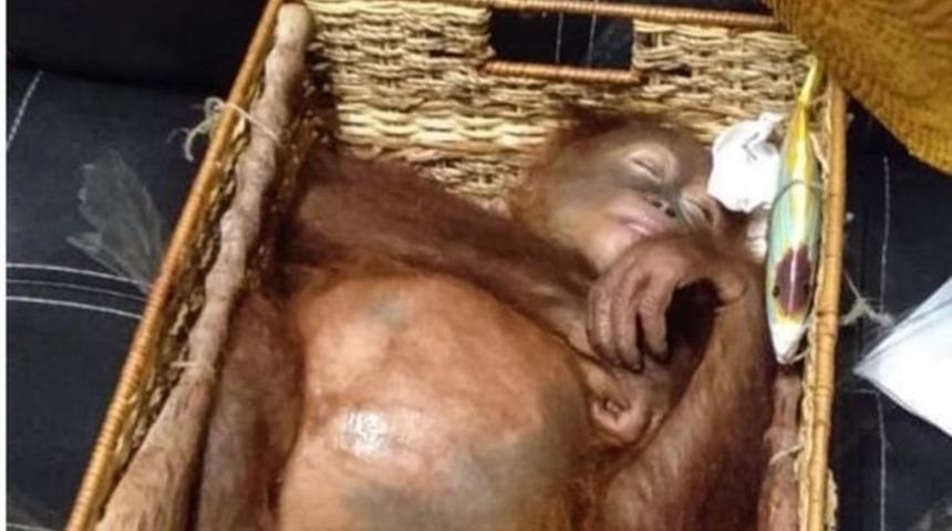 Endonezya: &Uuml;lkeden ka&ccedil;ırılmaya &ccedil;alışılan k&uuml;&ccedil;&uuml;k orangutan havalimanında kurtarıldı