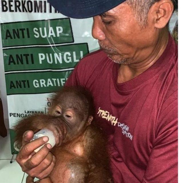 orangutan haberici 2