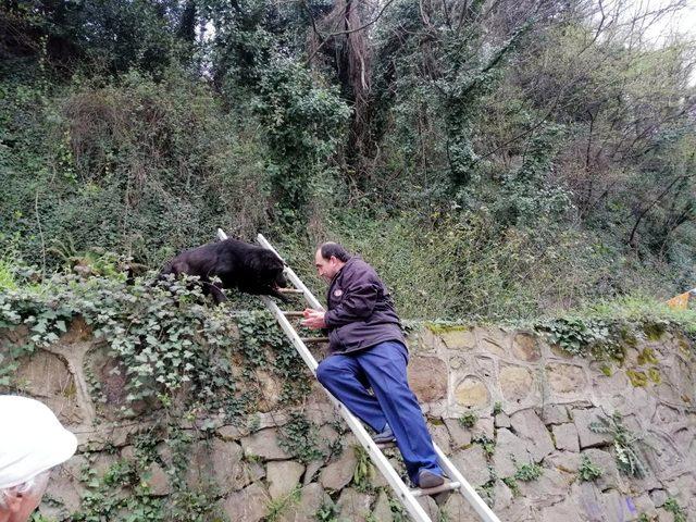 Duvarın üzerinde mahsur kalan köpeği itfaiye kurtardı