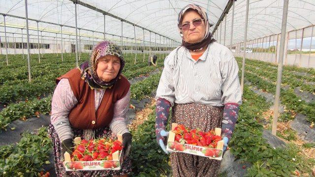 Mersin’den Irak’a çilek ihracatı başladı