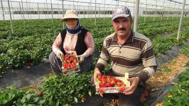 Mersin’den Irak’a çilek ihracatı başladı