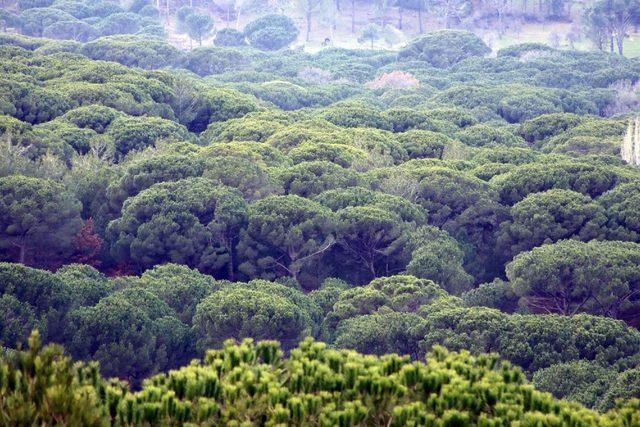 Fıstık çamının geleceğine imza 1