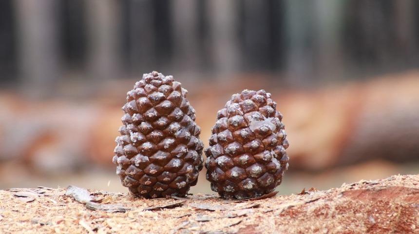 Fıstık &ccedil;amının geleceğine imza