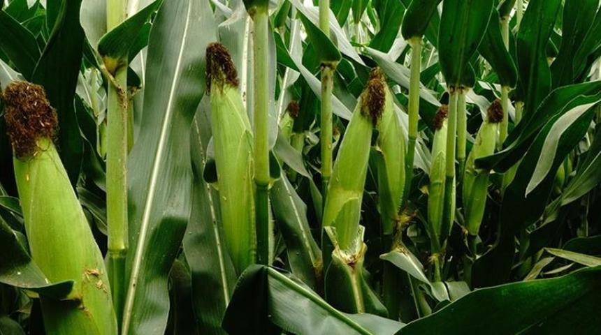 Yem bitkileri destekleme ödemeleri başladı