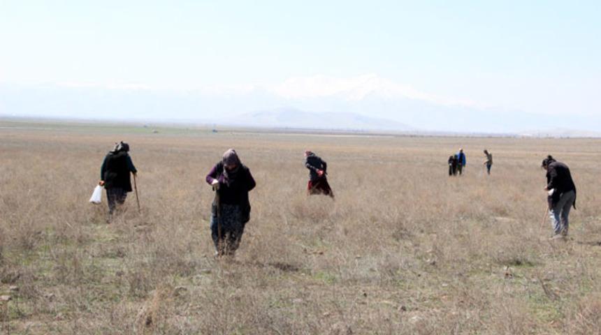 Karaman'da dolaman mantarı sezonu! Genci yaşlısı arıyor