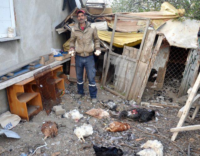 Ailesinin geçimini sağladığı tavuk ve hindilerini köpekler telef etti