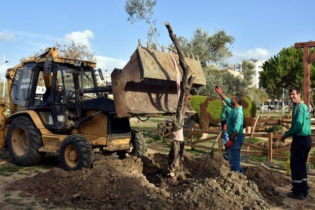 Aliağa Belediyesinin hedefi 5 bin zeytin ağacı