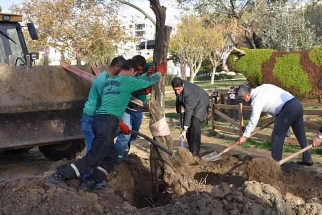 Aliağa Belediyesinin hedefi 5 bin zeytin ağacı