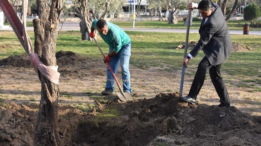 Aliağa Belediyesinin hedefi 5 bin zeytin ağacı