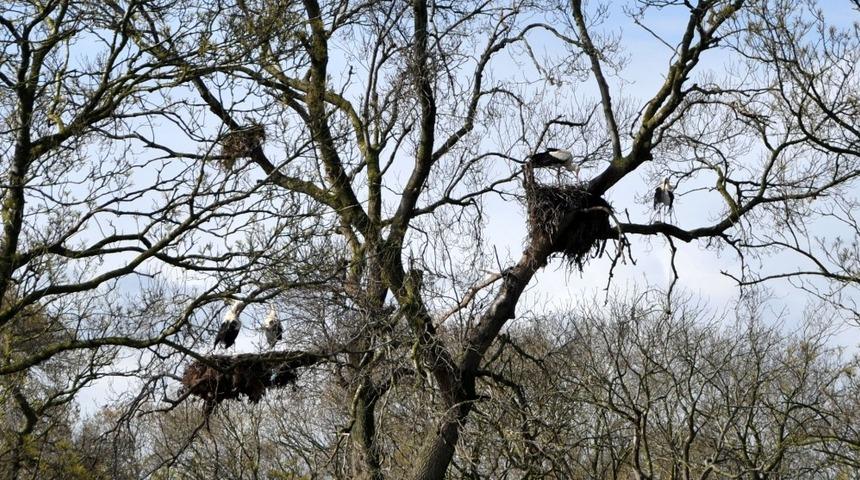 Baharın m&uuml;jdesi leylekler ziyaret&ccedil;ilerini bekliyor