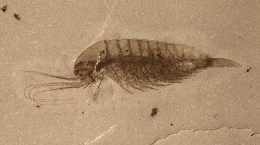 Bugüne dek görülmemişti! Binlercesi bulundu...