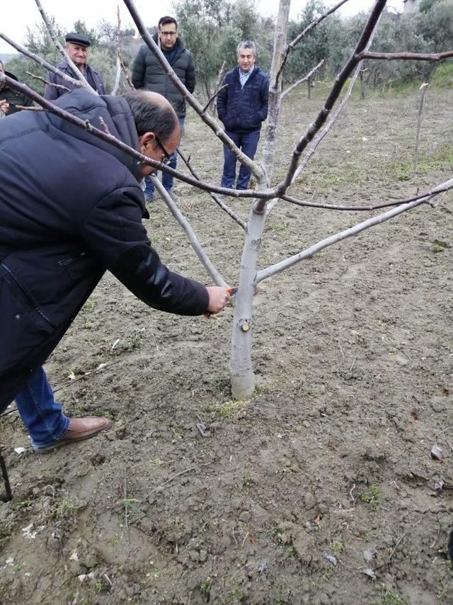 Gördes’te çiftçiler zararlı böcekler hakkında bilgilendirildi