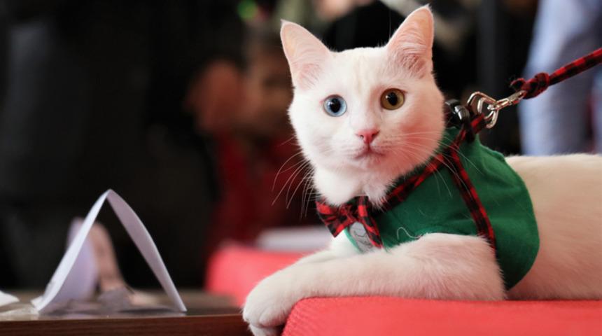 En güzel Van kedisi seçildi