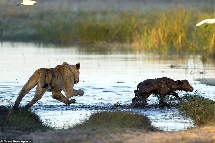 Bufalo, yavrusunu ısıran aslanı perişan etti! G1