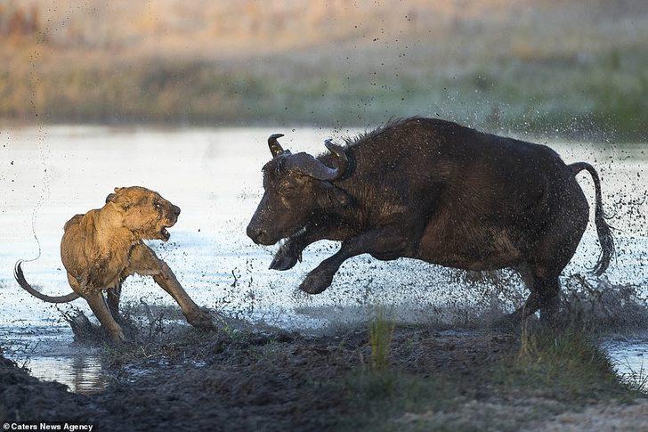 Bufalo, yavrusunu ısıran aslanı perişan etti! G3
