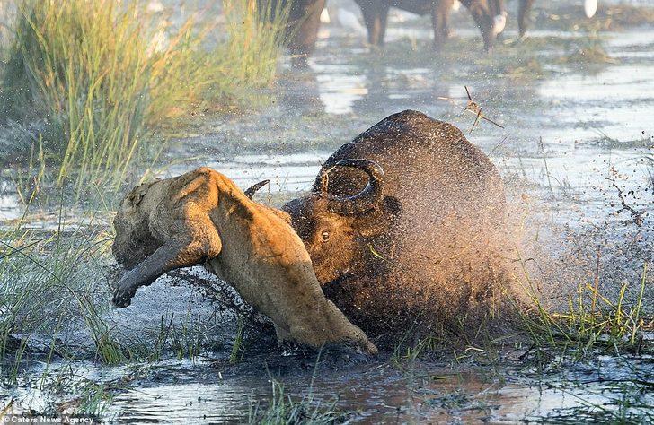 Bufalo, yavrusunu ısıran aslanı perişan etti! G5