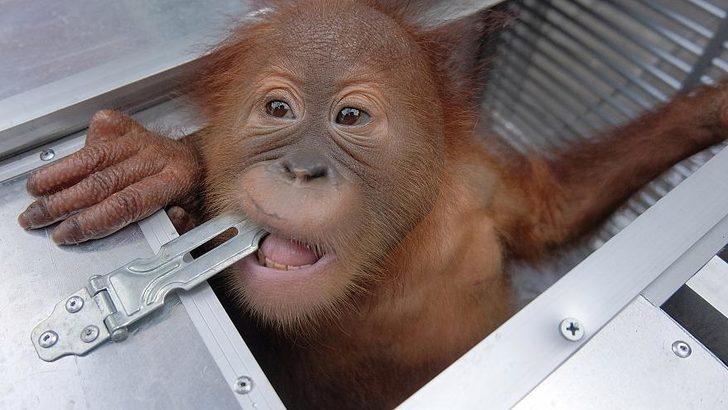 Bagajnda orangutan ka rmaya alan turist yakaland 