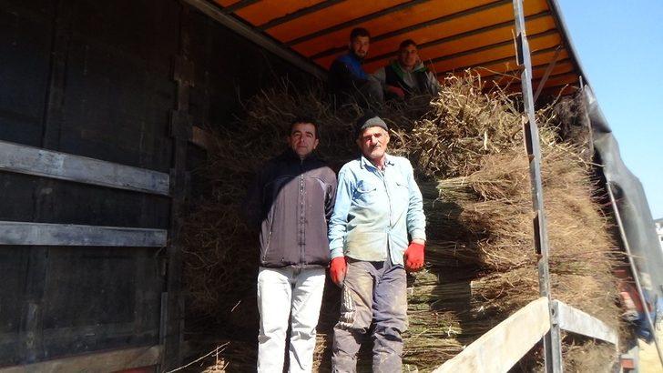 (Özel) Ceviz üretiminde büyük başarı: Günde 5 tır ihracat G3