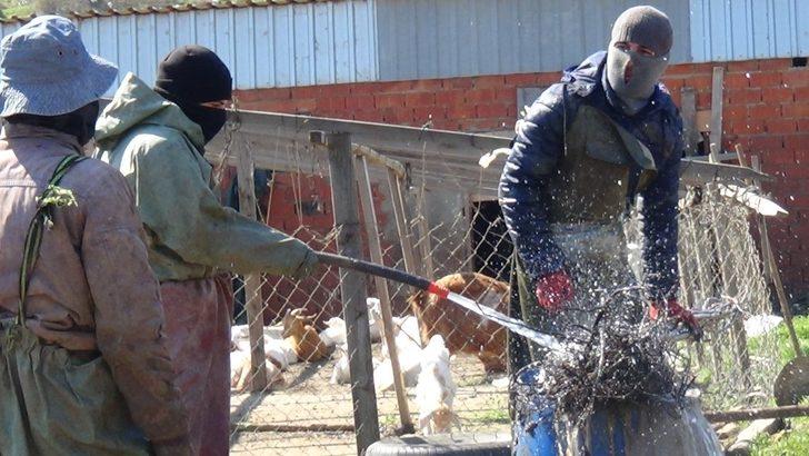 (Özel) Ceviz üretiminde büyük başarı: Günde 5 tır ihracat G5