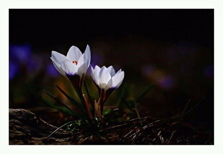  Karları eriten güzellik G2