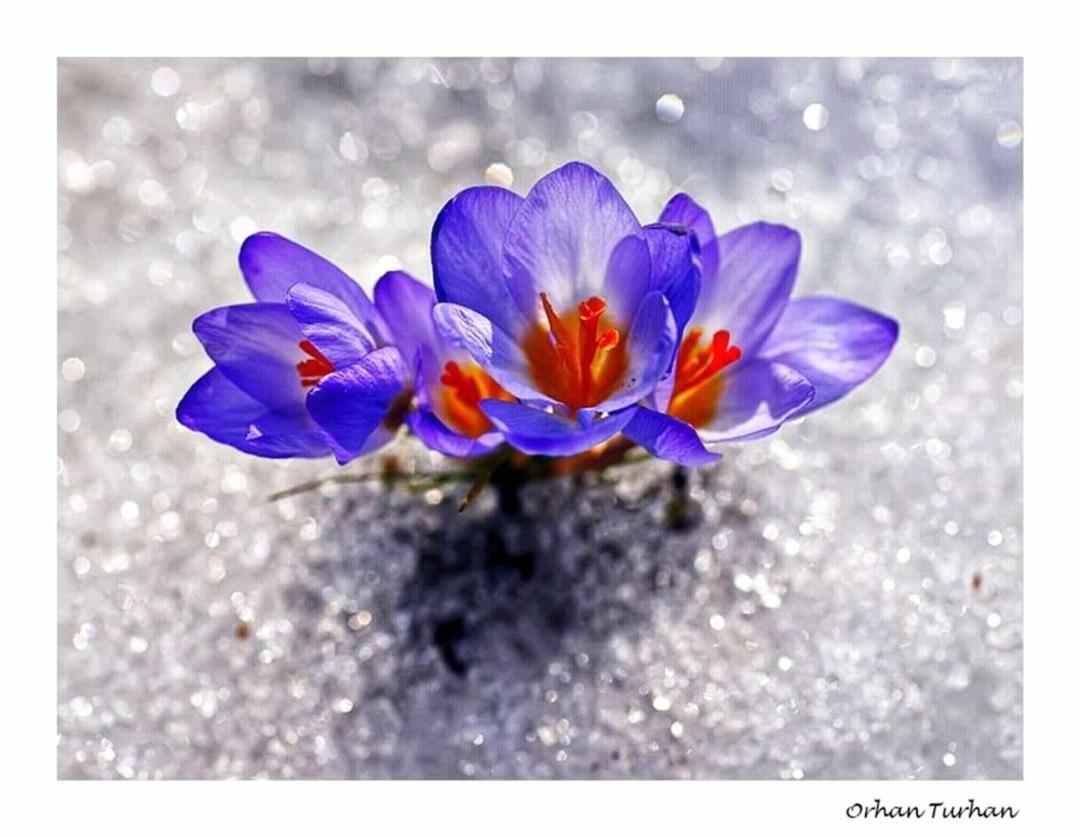  Karları eriten g&uuml;zellik