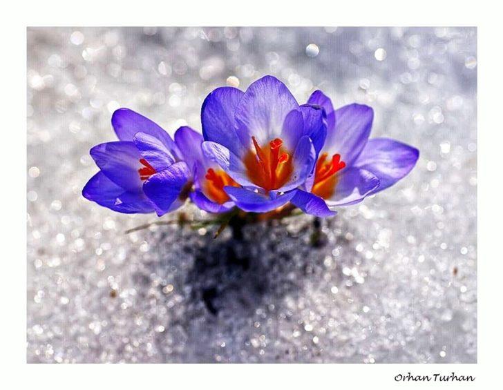  Karları eriten güzellik G3