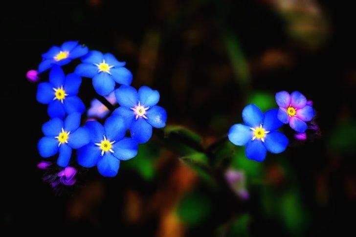  Karları eriten güzellik G4