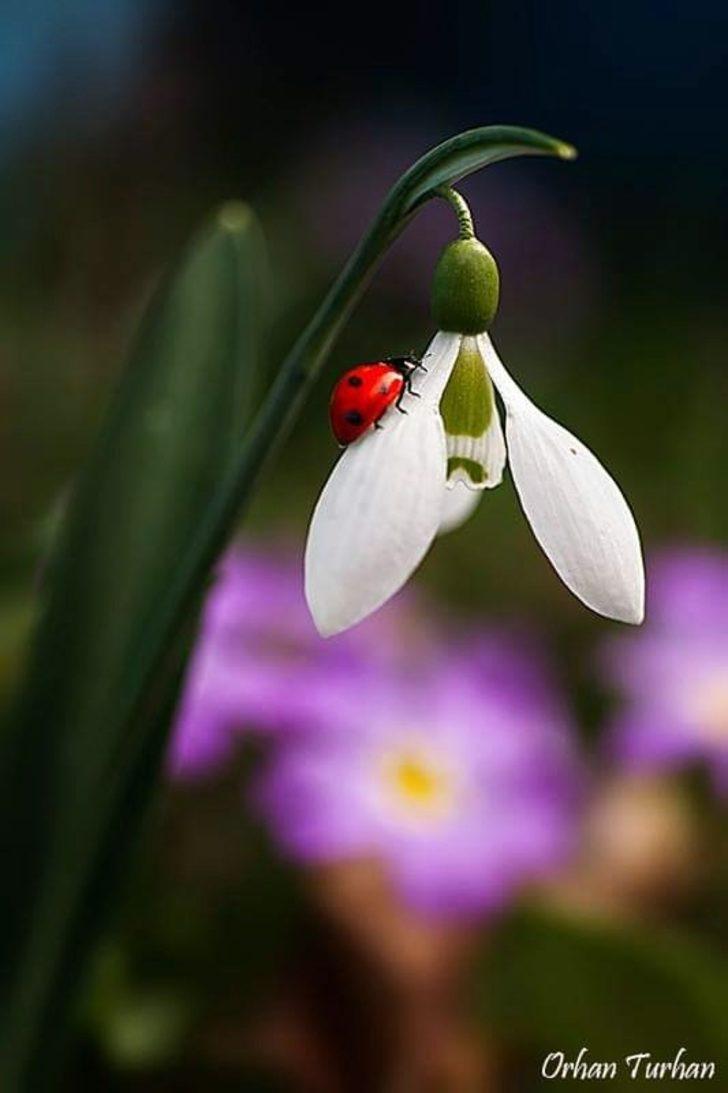  Karları eriten güzellik G1