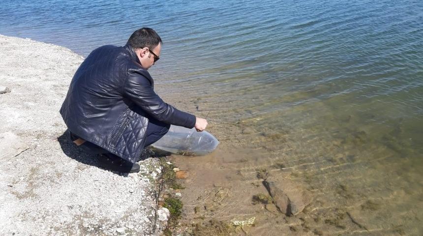 250 bin yavru sazan balığı suyla buluştu