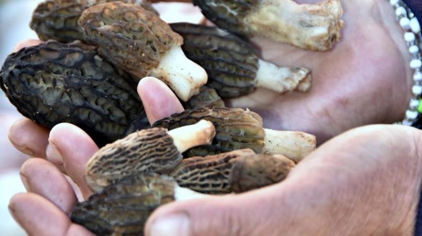 Tazesinin kilosu 100 lira, kurusu 600 lira