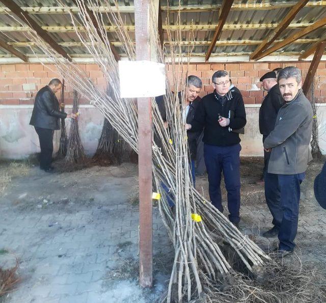 Daday’da meyve fidanı dağıtıldı 1