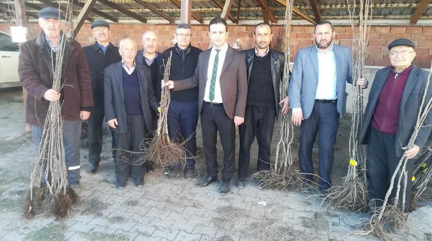 Daday&rsquo;da meyve fidanı dağıtıldı