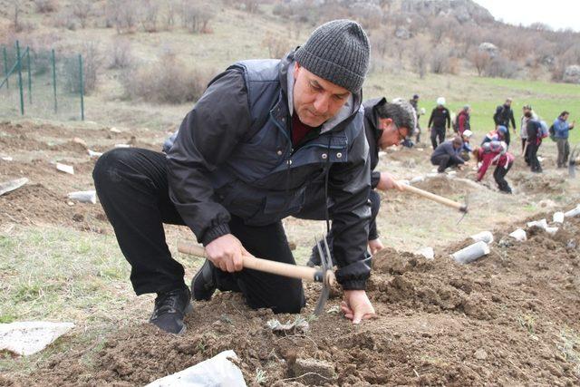 Hititlerin en kutsal tapınağına lavanta bahçesi