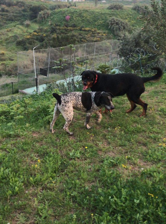 Rottweiler ın saldırdığı 2 yaşındaki Almila ölümden döndü (2) 3